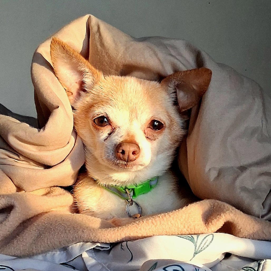 Peanut