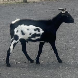 Gurt, Adult Male unknown