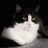 Snickers photo 1