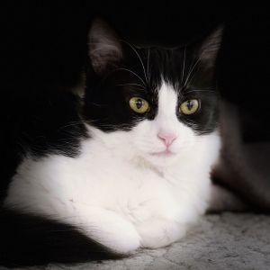 Snickers, Young Female Domestic Short Hair