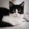 Snickers photo 6