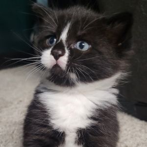 Thyme Domestic Short Hair Cat