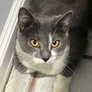 GiGi Domestic Short Hair Cat