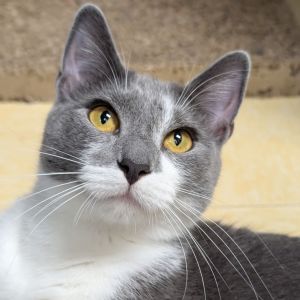 GiGi Domestic Short Hair Cat