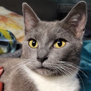 Mama Spice Domestic Short Hair Cat