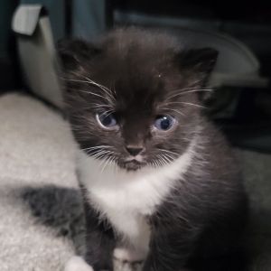 Parsley Domestic Short Hair Cat
