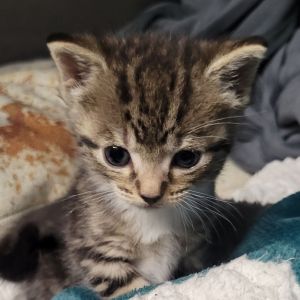 Rosemary Domestic Short Hair Cat