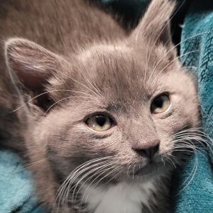Sage Domestic Short Hair Cat