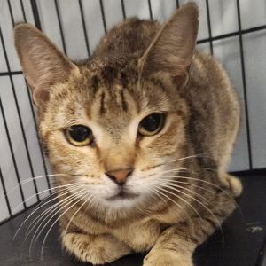 Fiona, Adult Female Domestic Short Hair