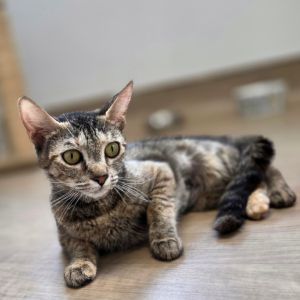 Patti, Adult Female Domestic Short Hair