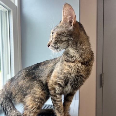 Patti