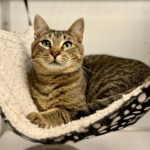 Pickles, Young Female Domestic Short Hair