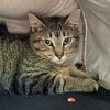 Pickles photo 3