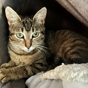 Relish, Young Female Domestic Short Hair