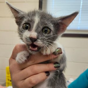 Gru, Baby Male Domestic Short Hair