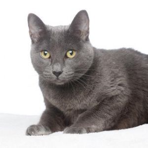 Wanda is an affectionate 11-year-old who loves attention and being near her peop
