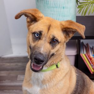 Asta is a 1-year old sweet well-mannered girl who enjoys leisurely walks and quality time with her 
