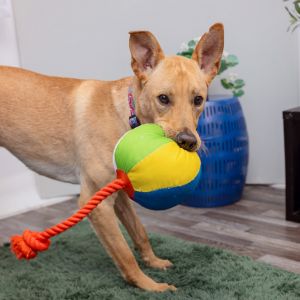 Beethoven is a 1-year old active dog who enjoys brisk walks He may need a bit of time to adjust