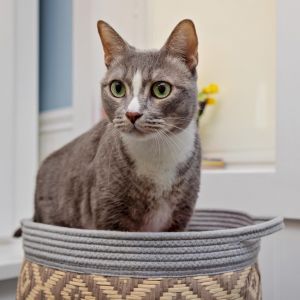 Nicky is a 6-year-old handsome sweet and well-rounded gentleman looking for hi