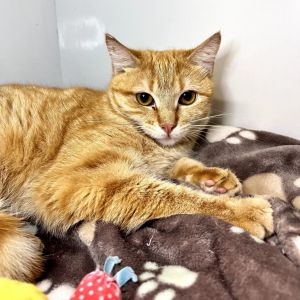 Lady Rainicorn is a 4-year-old cat with a gentle nature and a calm presence She appreciates slow g