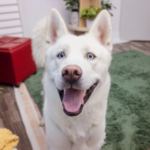 Meet Buster Moon He is a sweet and gentle 1-year-old Husky mix who warms up best with a little pati