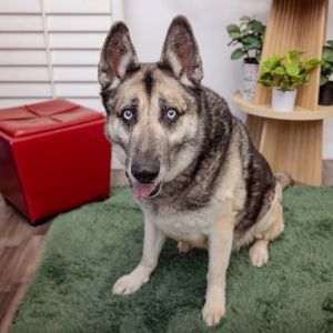 Alex Bowman is a gentle 9-year old well-mannered pup who walks calmly on leash 