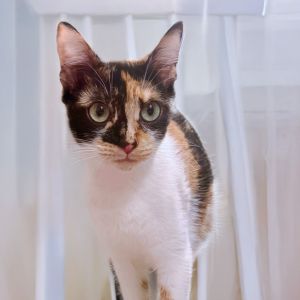 Meet Laura Dern a sweet curious and playful 2-year-old purr machine whos always ready for head s