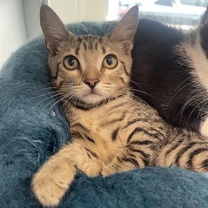 If youre looking for a playful loving and endlessly entertaining companion a kitten is always re