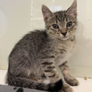 Burger Domestic Short Hair Cat