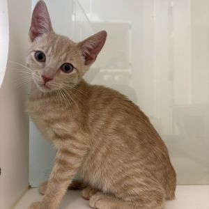 Nacho Domestic Short Hair Cat