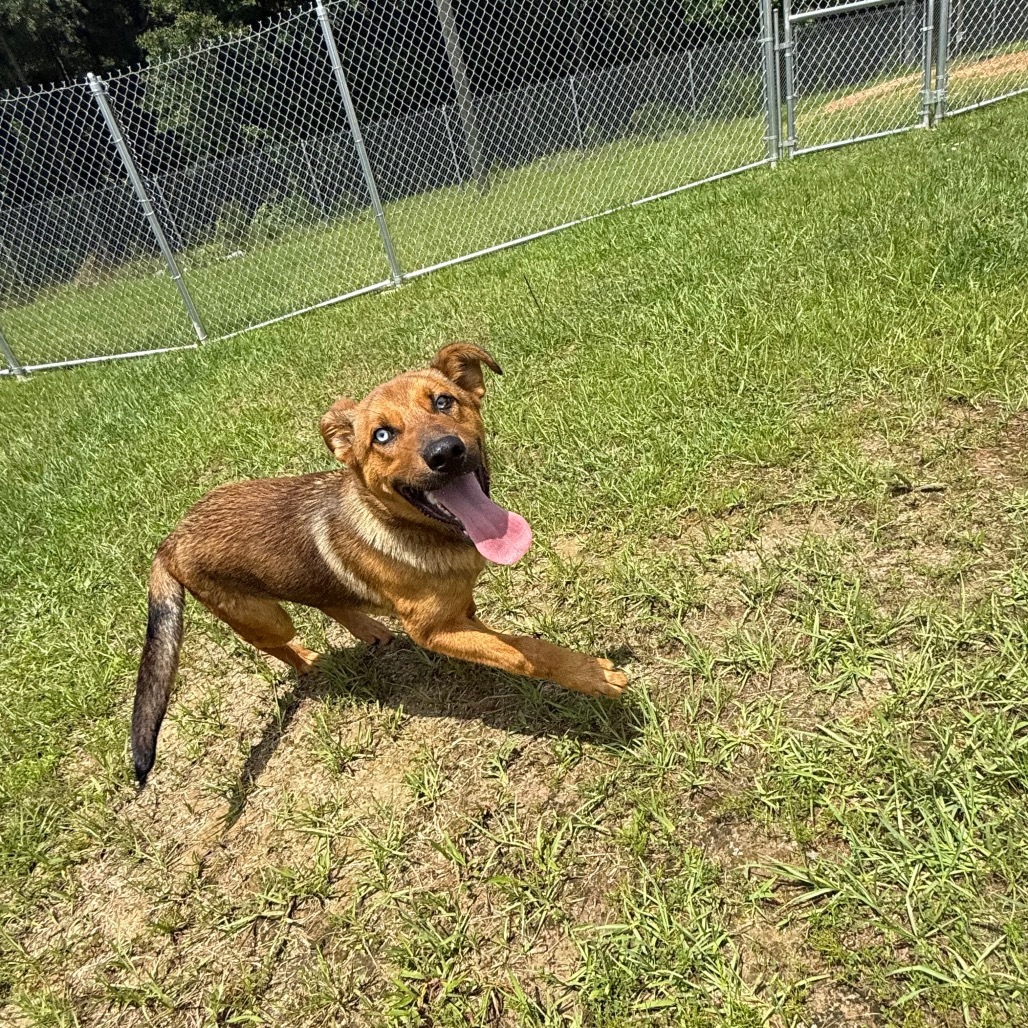 Jasper 4365