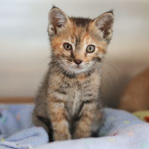 Saffron is a stunning Torbie tortoiseshell  tabby with a uniquely beautiful marbled coat Her mix