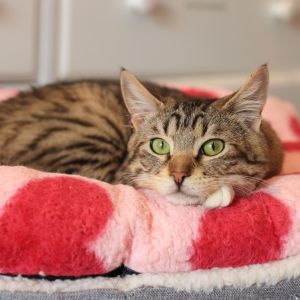 Nolan, Young Male Domestic Short Hair