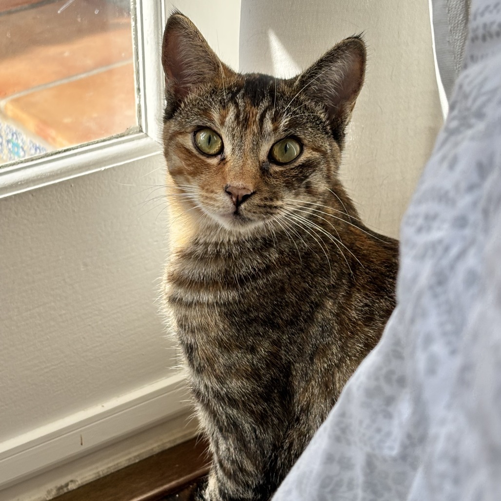 Lyra