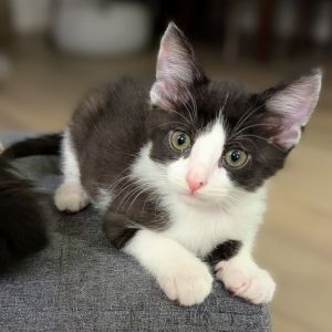 Jared Domestic Short Hair Cat