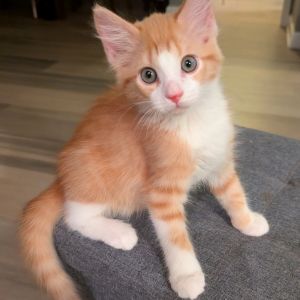 Jensen Domestic Short Hair Cat