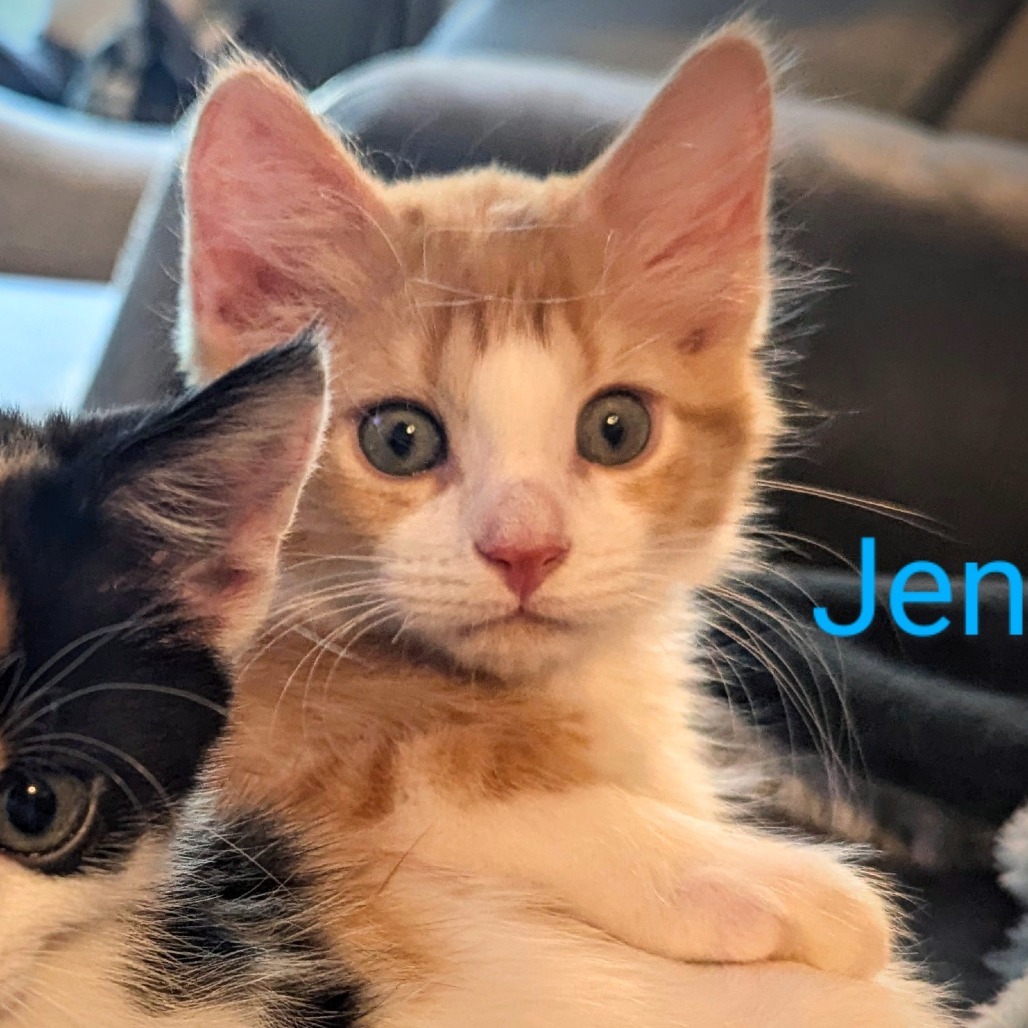 Jensen