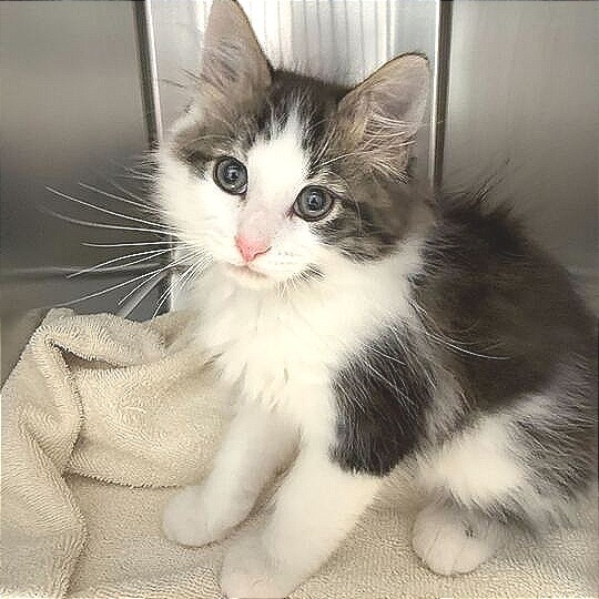 Leo