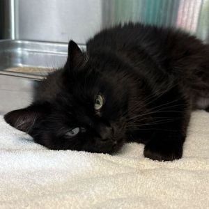 Frannie, Senior Female Domestic Short Hair