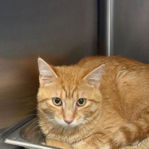 I&#39;m Not The One, Adult Female Domestic Short Hair
