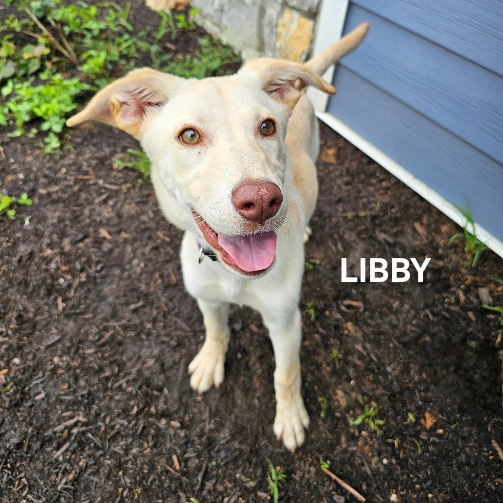 Libby