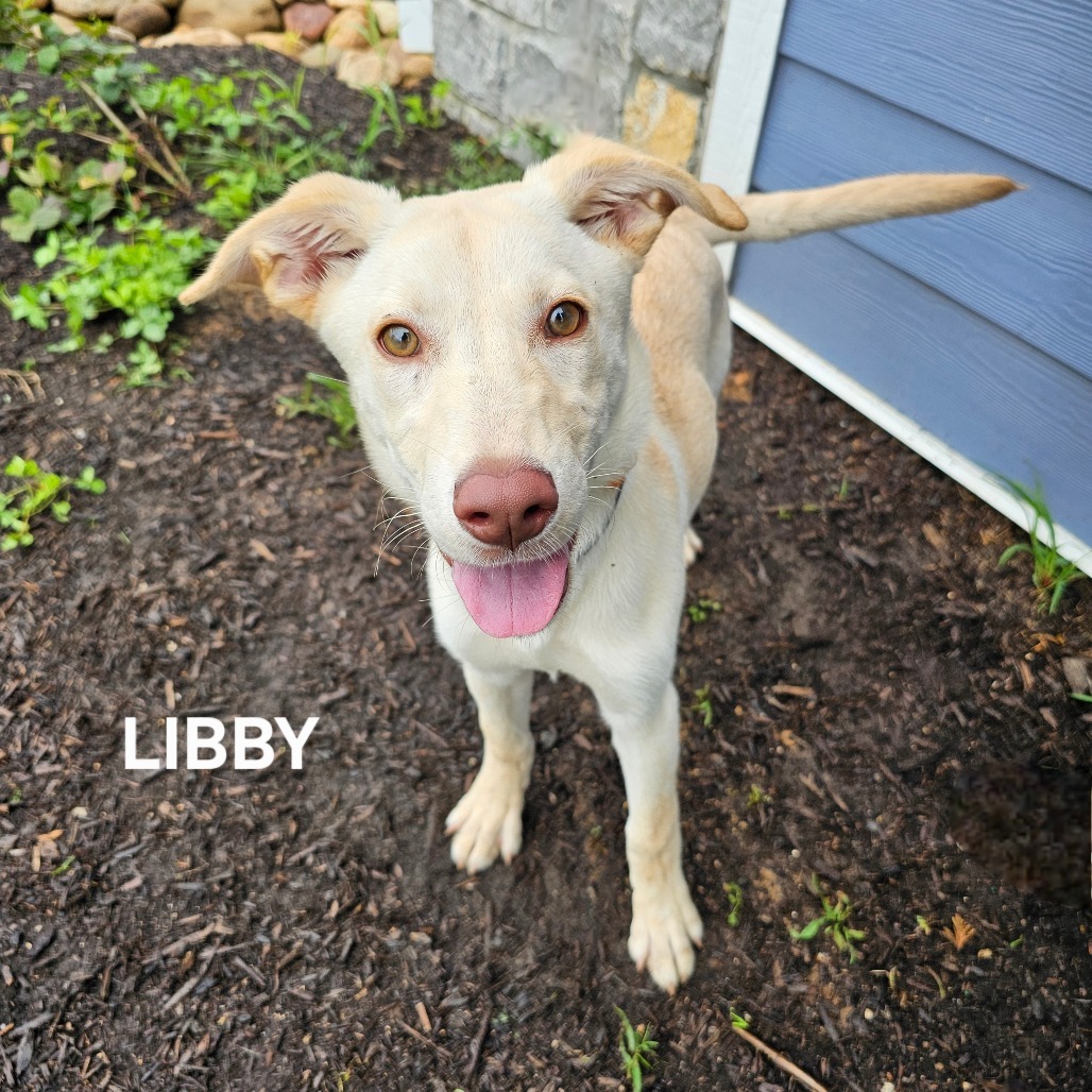 Libby