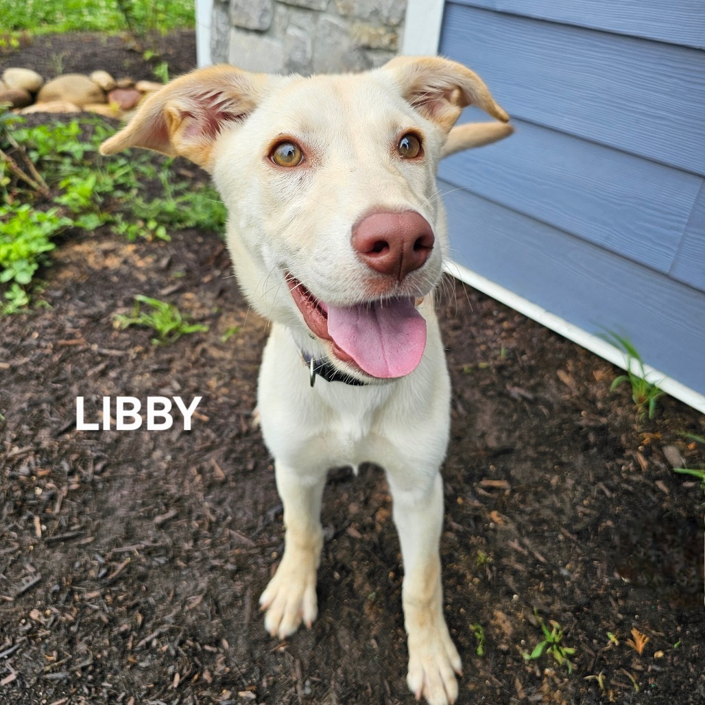 Libby