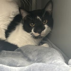 MR. CUDDLES Domestic Short Hair Cat