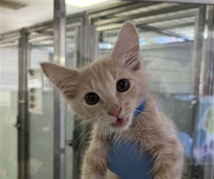 IAN Domestic Short Hair Cat