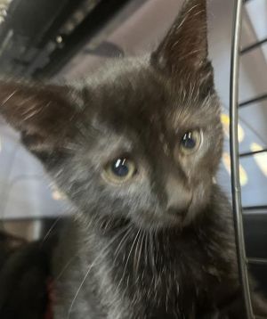 TATER TOT Domestic Short Hair Cat