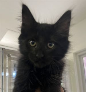 ONYX Domestic Short Hair Cat