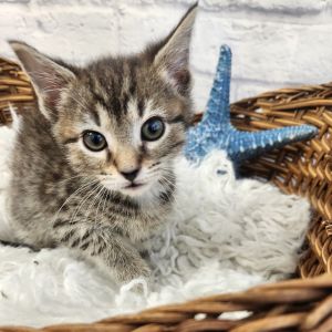 Rose, Baby Female Domestic Short Hair