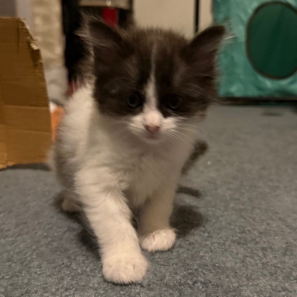 Cannellini Bean