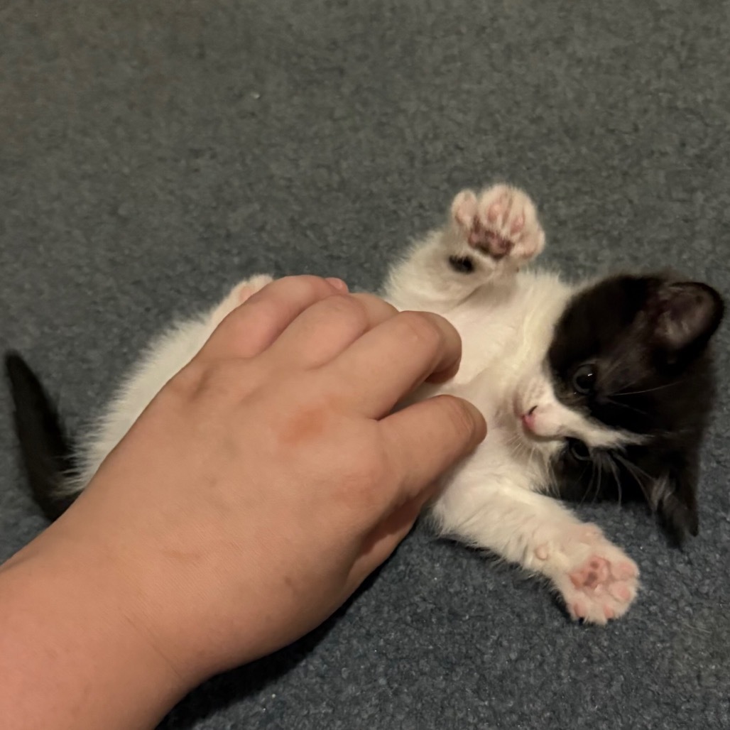 Adzuki Bean